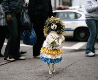 Hola, esta es mi barbet Pamela, no juega nunca,me gruñe, cuando la paseo por la calle a veces se pone en pie y camina unos segundos asi